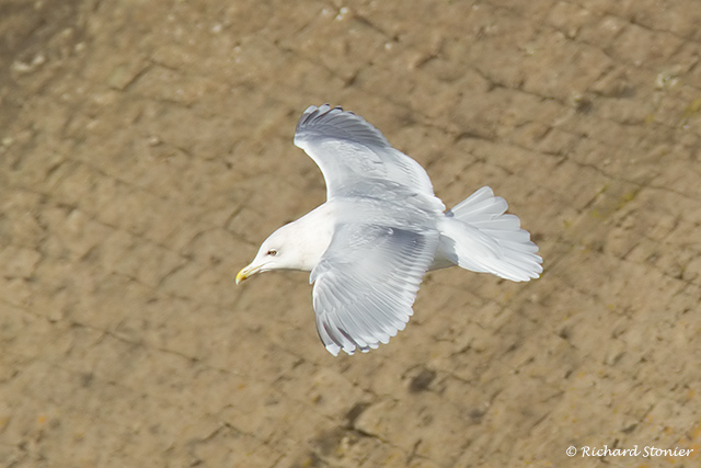 Kumlien's Gull