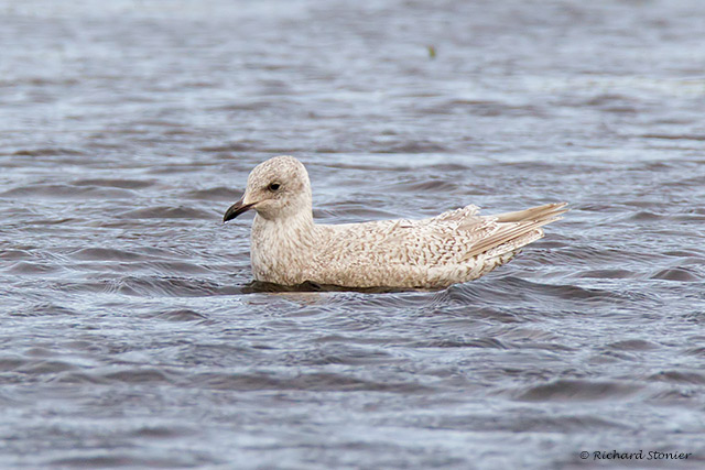 Kumlien's Gull
