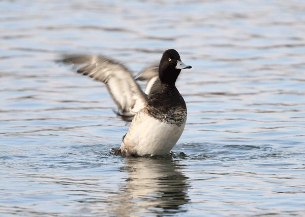 Lesser Scaup