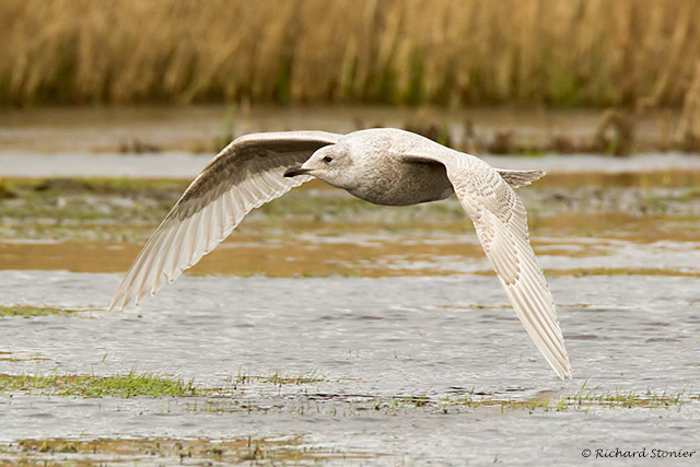 Kumlien's Gull