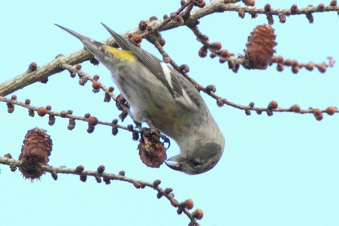 Two-barred Crossbill