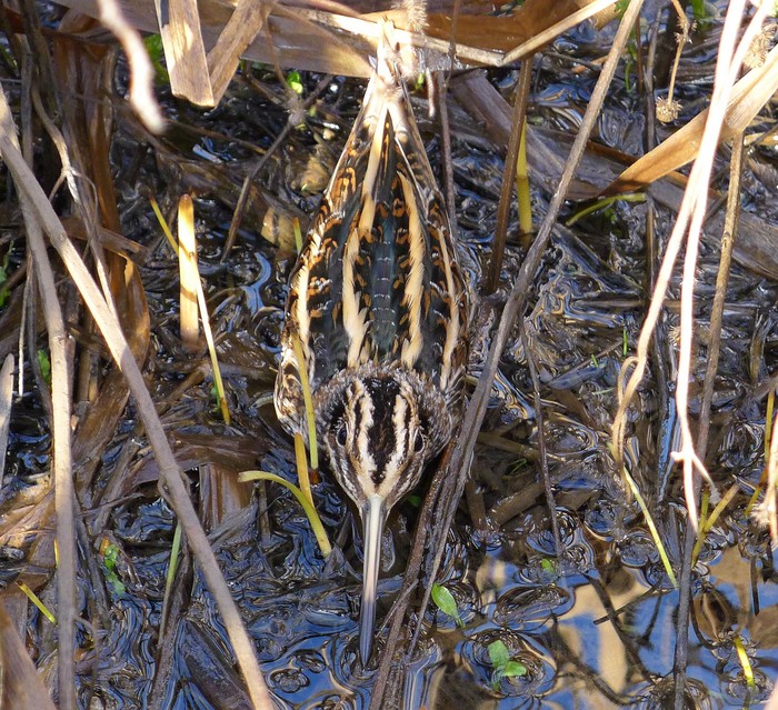 Jack Snipe