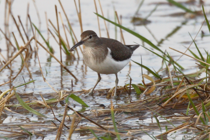 Common Sandpiper