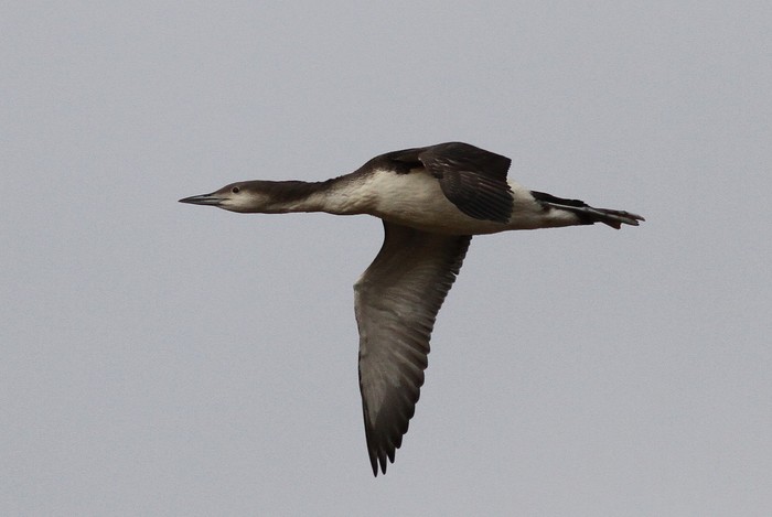 Black-throated Diver