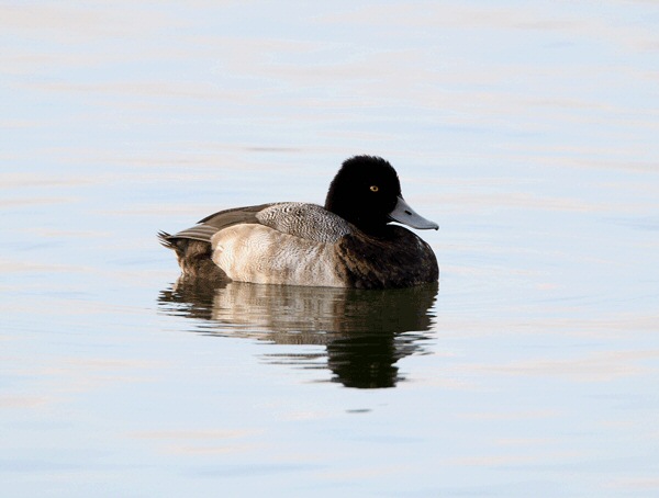 Lesser Scaup