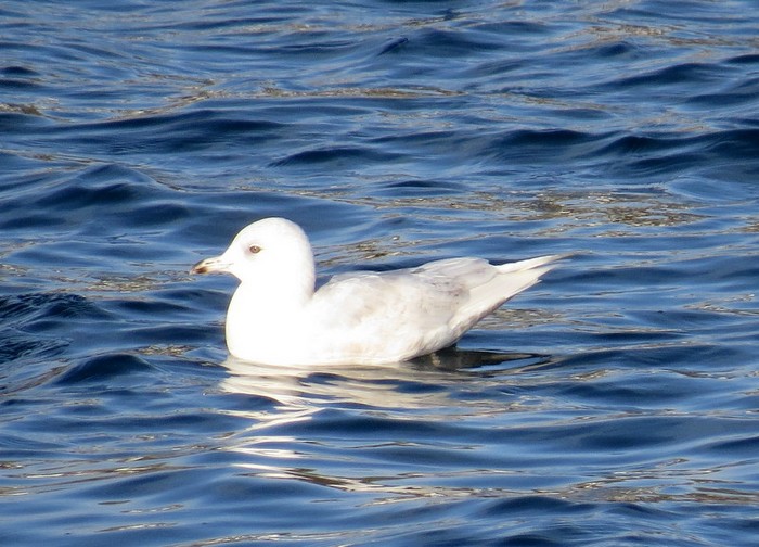 Iceland Gull