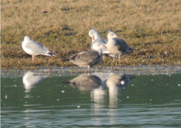 American Herring Gull