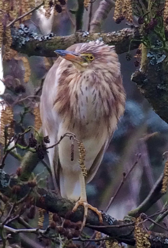 Chinese Pond Heron