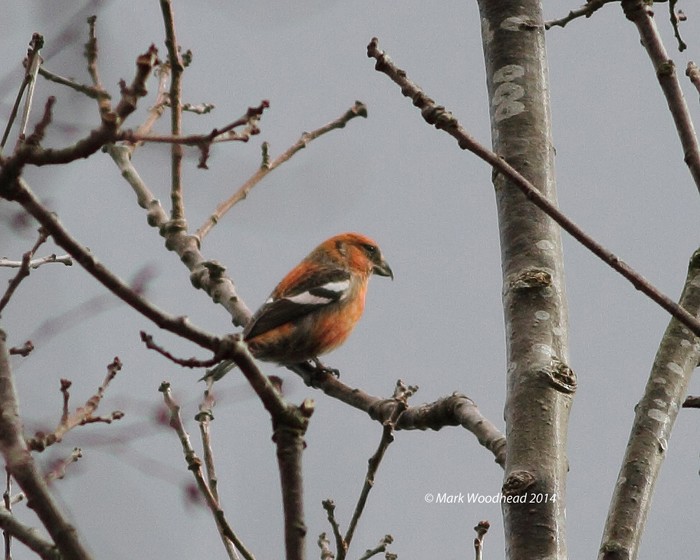 Two-barred Crossbill