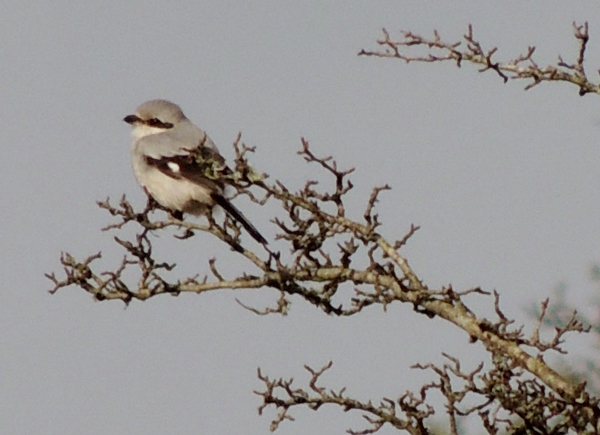 Great Grey Shrike