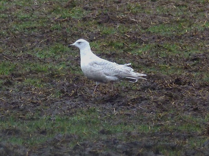 Kumlien's Gull