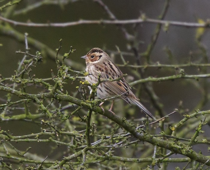 Little Bunting