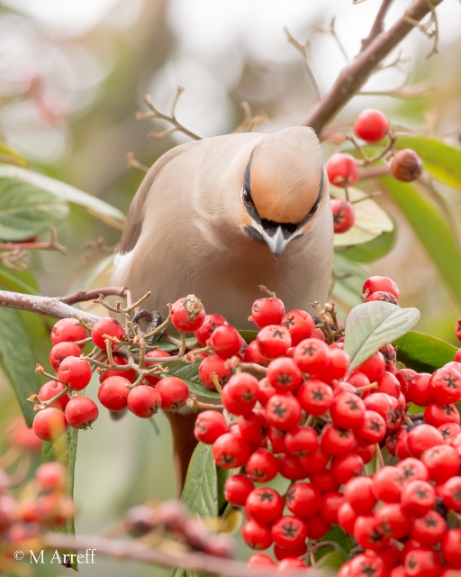 Waxwing