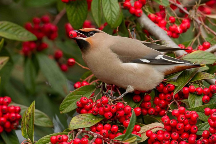Waxwing