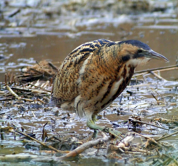 Bittern