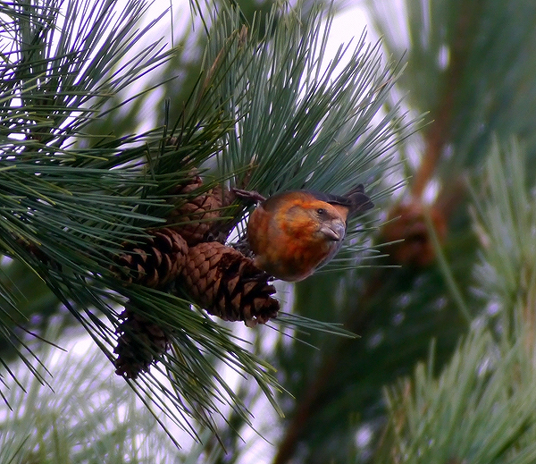 Crossbill