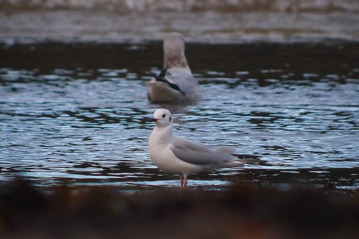 Bonaparte's Gull