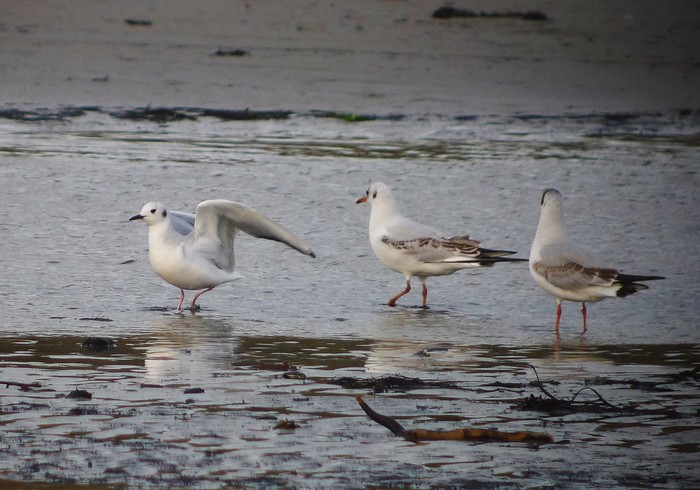 Bonaparte's Gull