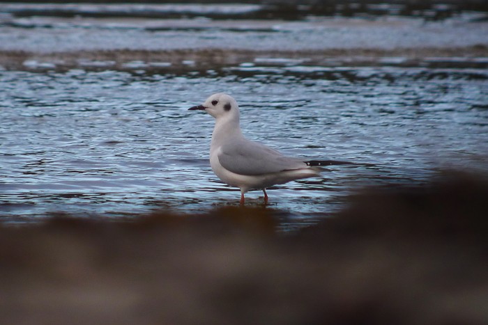Bonaparte's Gull