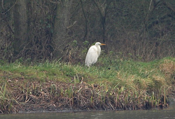 Great White Egret