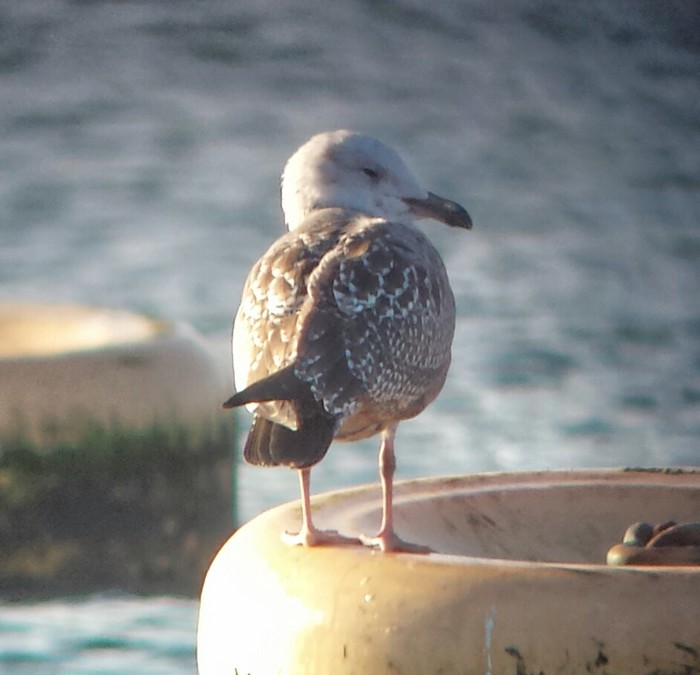 American Herring Gull