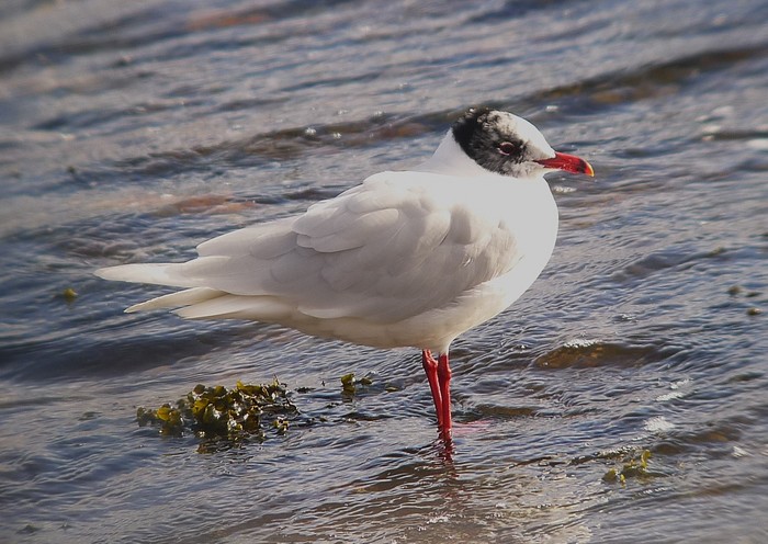 Mediterranean Gull