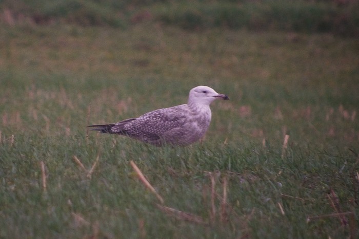 American Herring Gull
