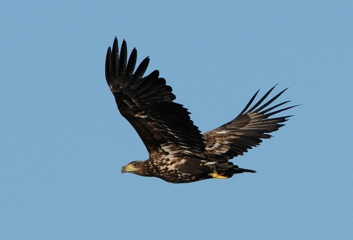 White-tailed Eagle