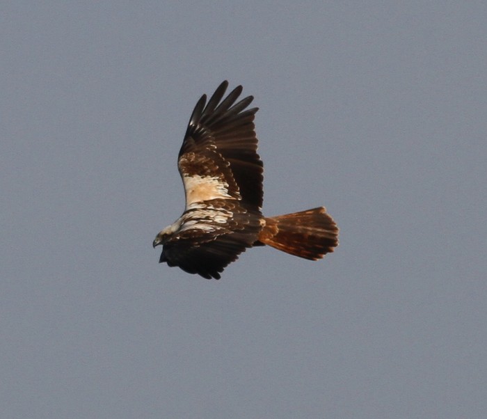Marsh Harrier