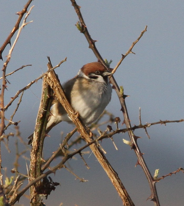 Tree Sparrow