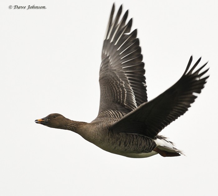 Tundra Bean Goose