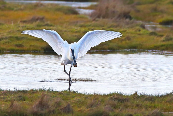 Spoonbill
