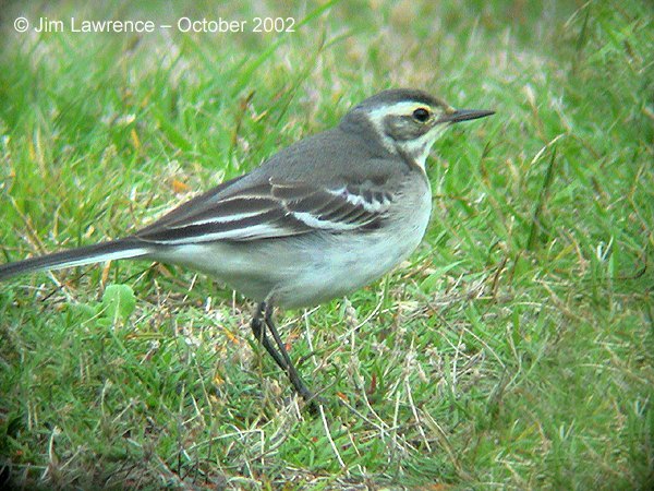 Citrine Wagtail
