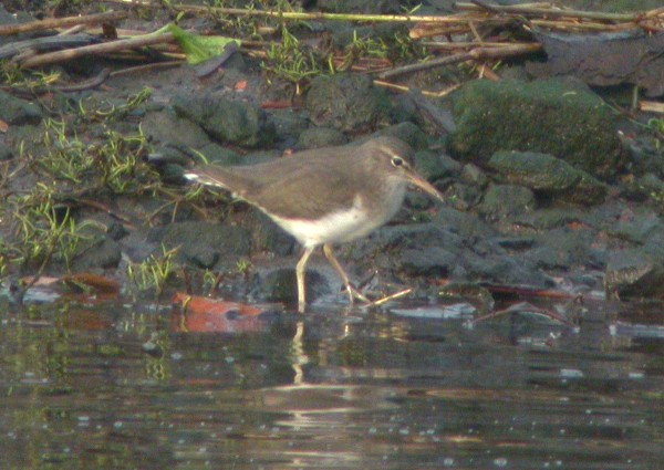 Spotted Sandpiper