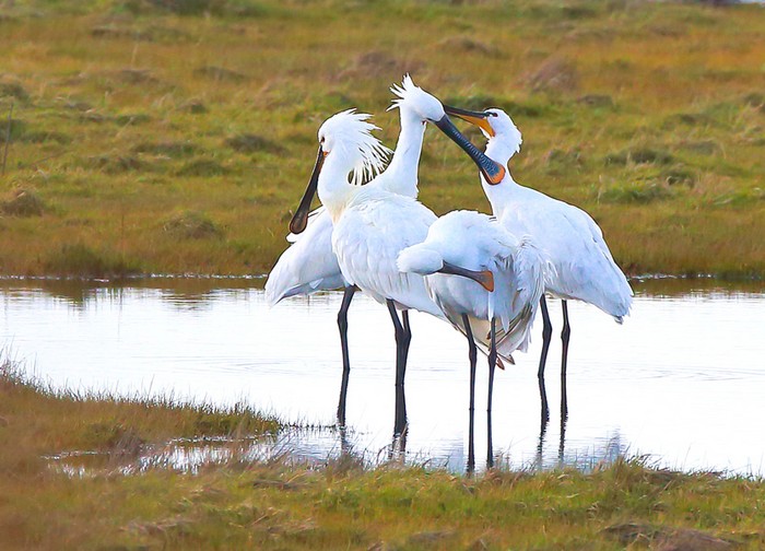 Spoonbill