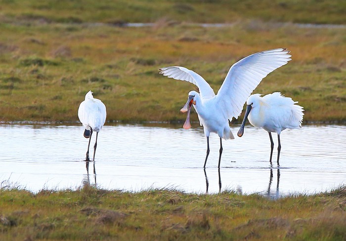 Spoonbill