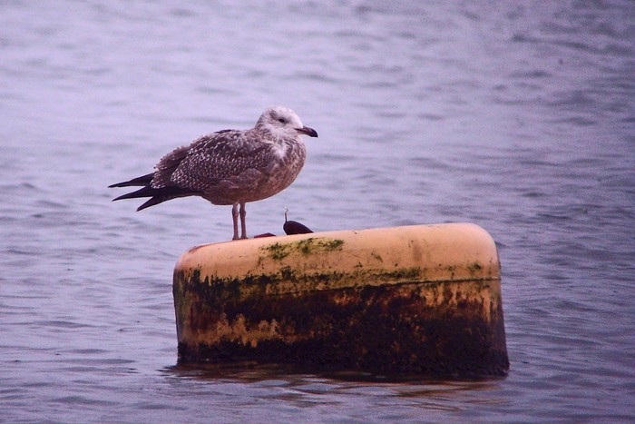 American Herring Gull