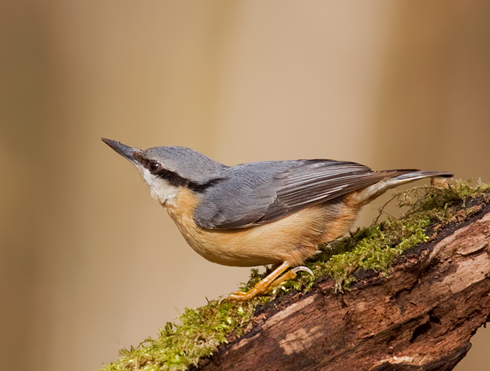 Nuthatch