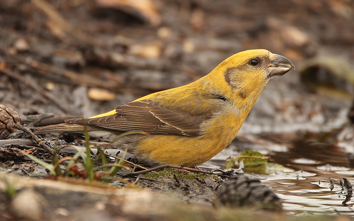 Crossbill