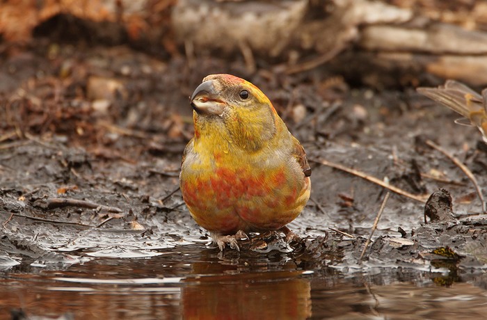 Parrot Crossbill