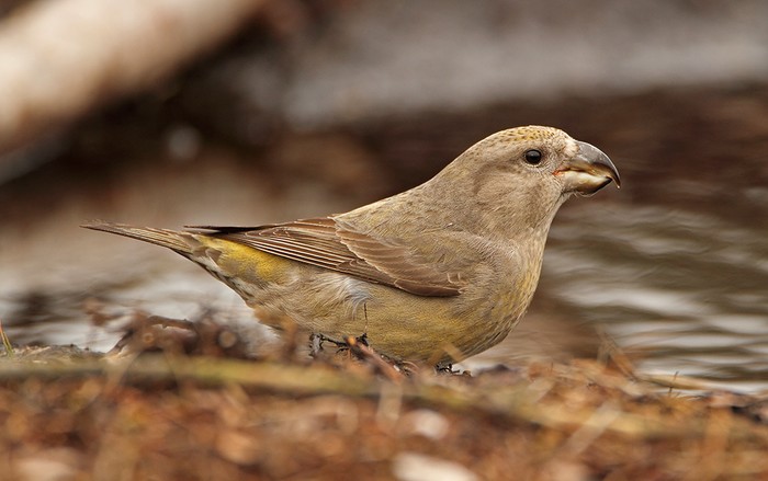 Parrot Crossbill