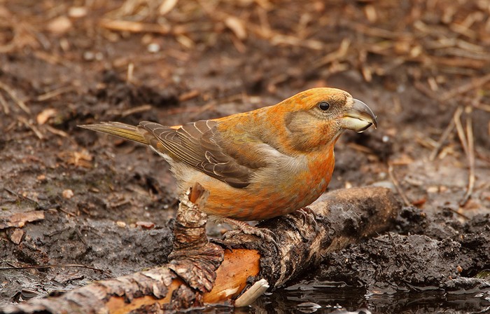 Parrot Crossbill