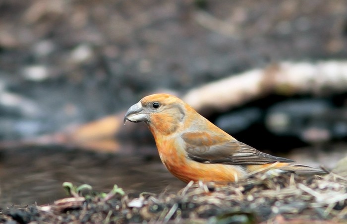 Parrot Crossbill