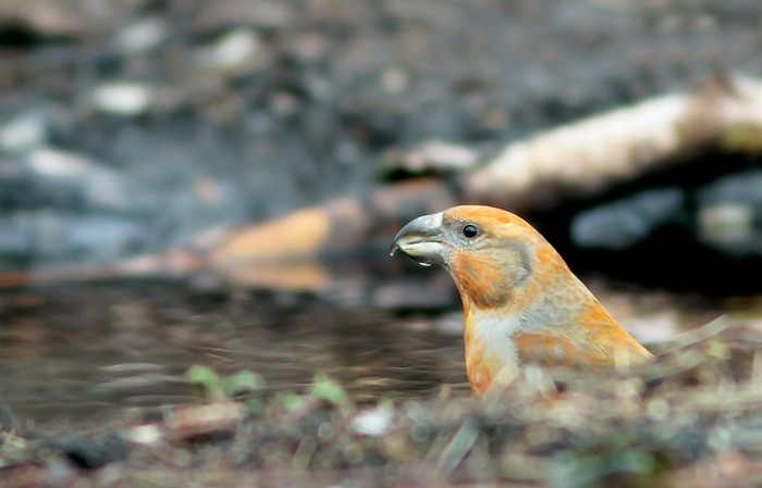 Parrot Crossbill