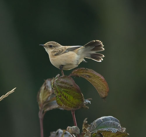 Siberian Stonechat