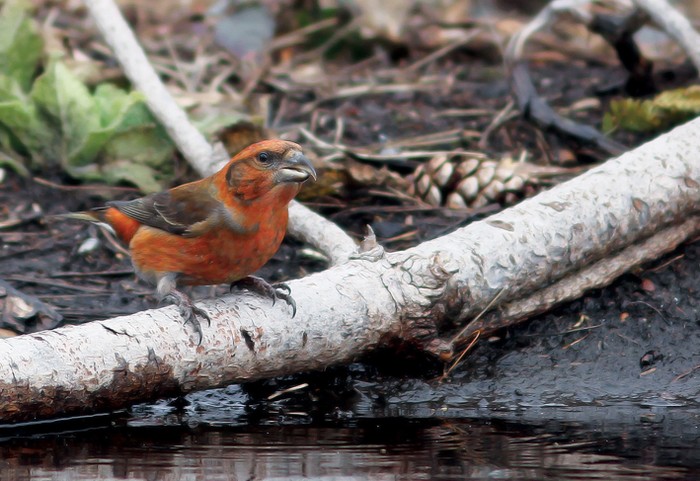 Crossbill