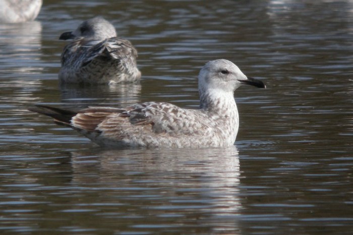 Caspian Gull