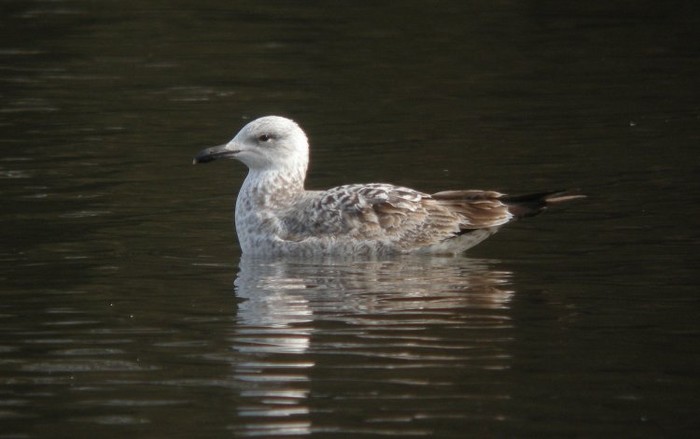 Caspian Gull