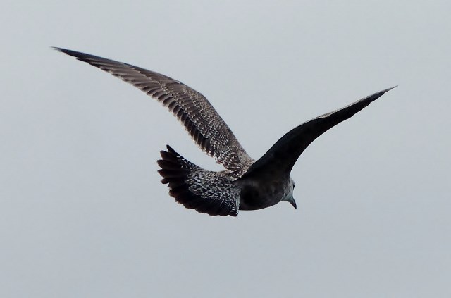 American Herring Gull
