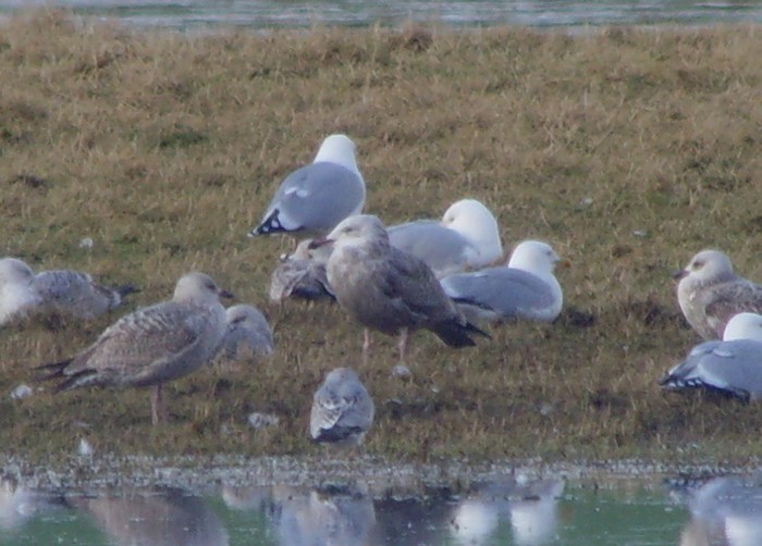 American Herring Gull